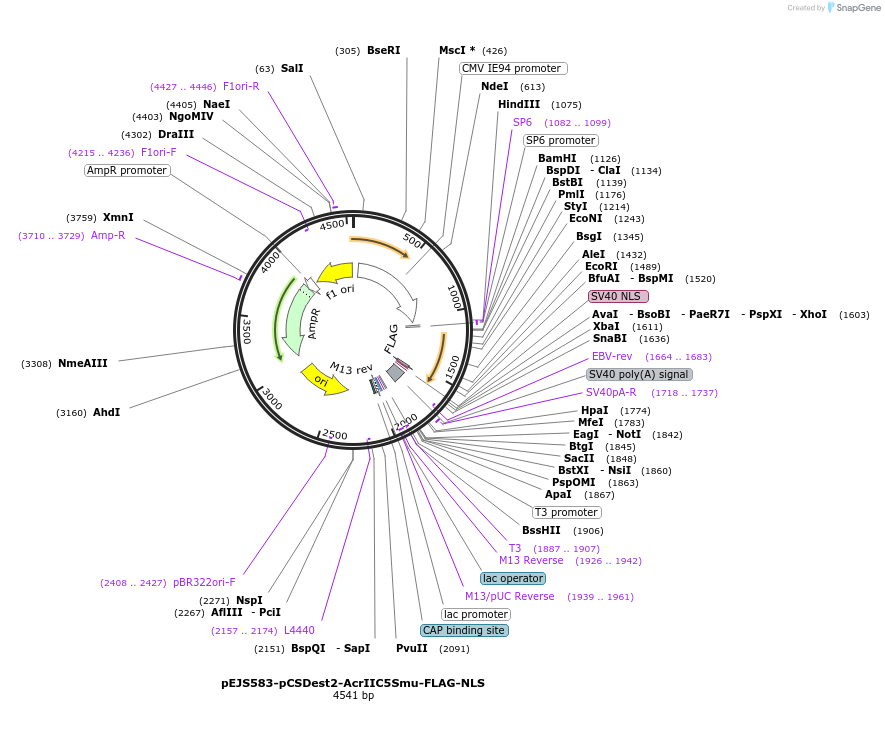 113437-plasmid-map-sequence-id-231532