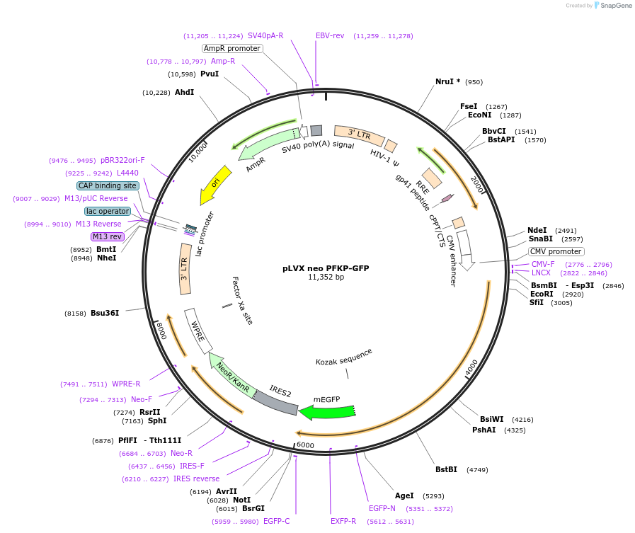 116940-plasmid-map-sequence-id-231552