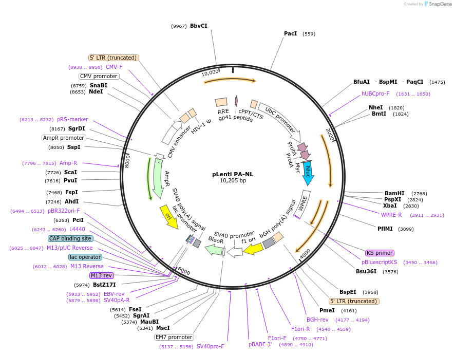113453-plasmid-map-sequence-id-231557