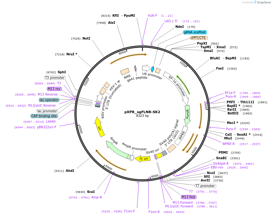 119873-plasmid-map-sequence-id-231639