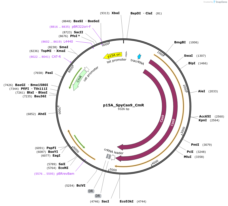 119162-plasmid-map-sequence-id-231642