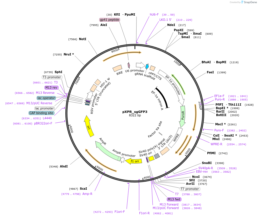 119875-plasmid-map-sequence-id-231646