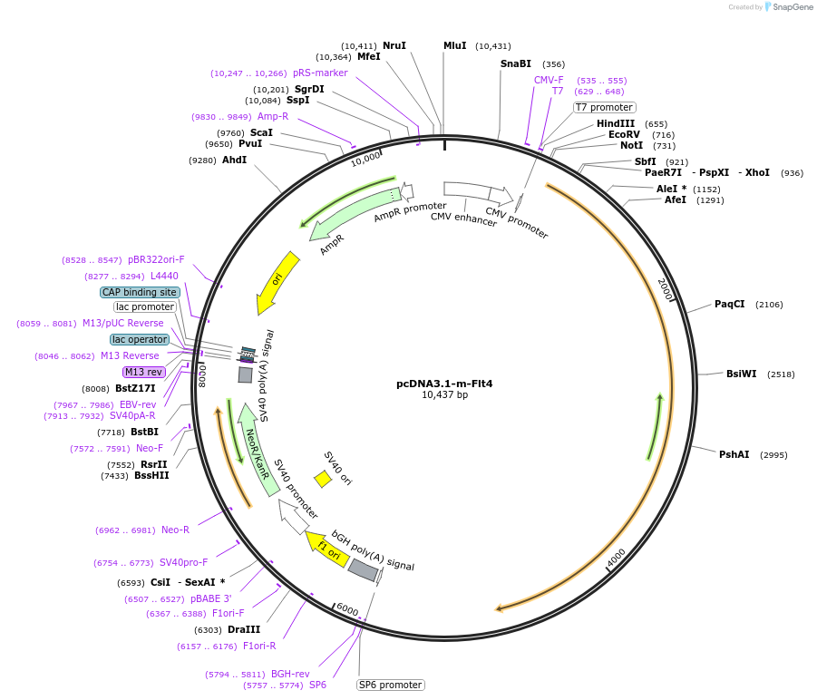119232-plasmid-map-sequence-id-231668