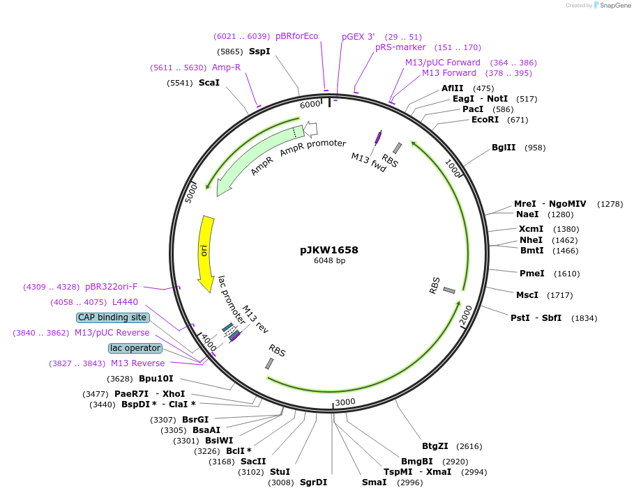 119179-plasmid-map-sequence-id-231673
