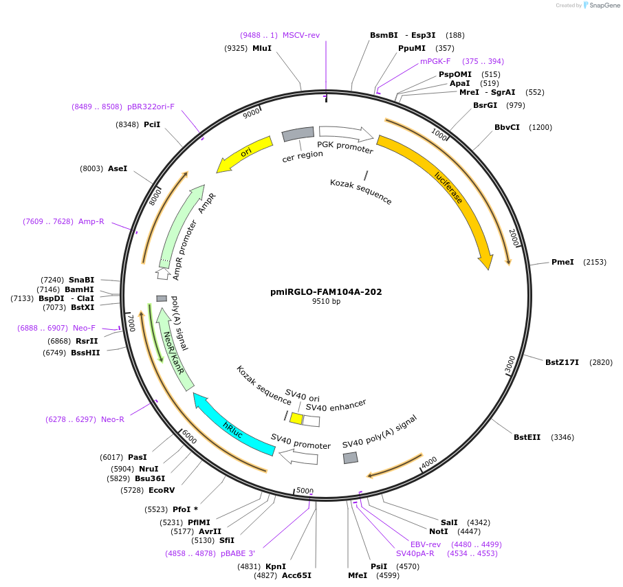 117345-plasmid-map-sequence-id-231685