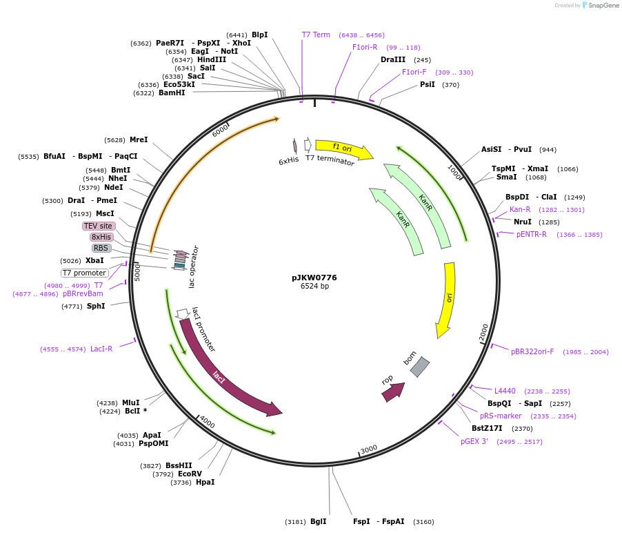 119024-plasmid-map-sequence-id-231694