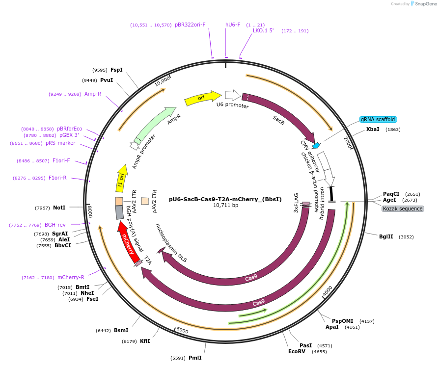 117070-plasmid-map-sequence-id-231696