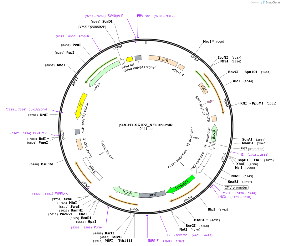 119206-plasmid-map-sequence-id-231704
