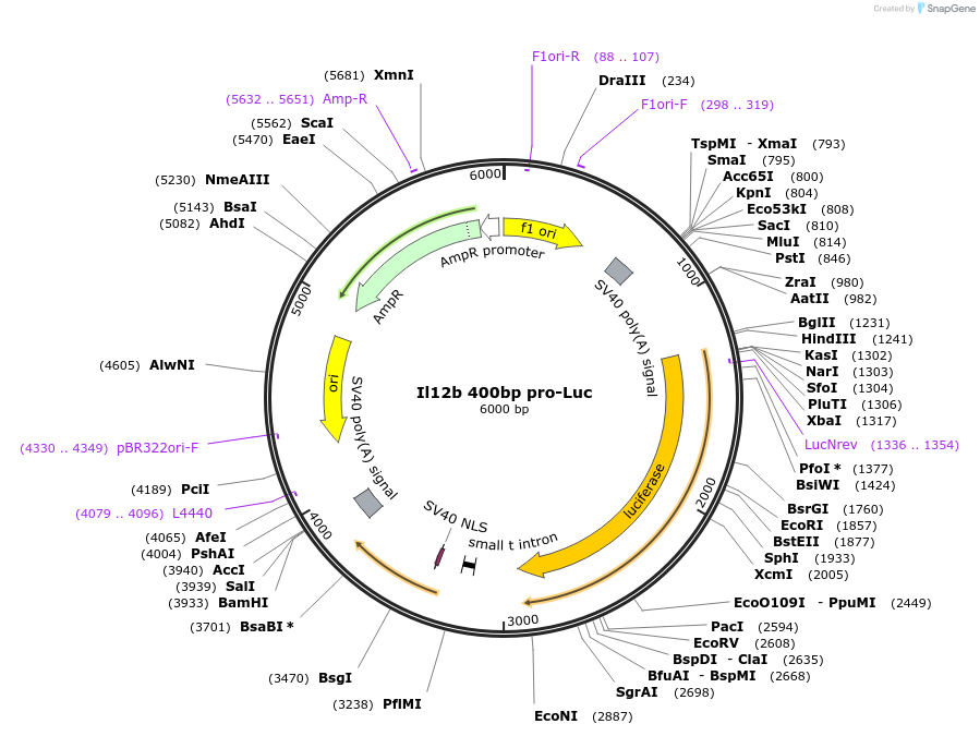 20020-plasmid-map-sequence-id-231714
