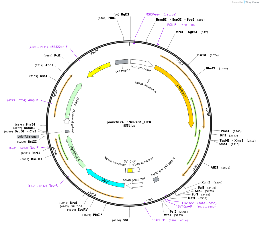 117350-plasmid-map-sequence-id-231734