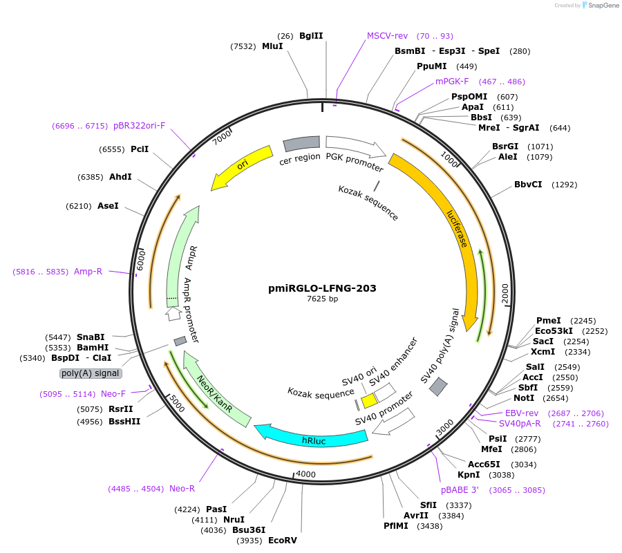 117351-plasmid-map-sequence-id-231735