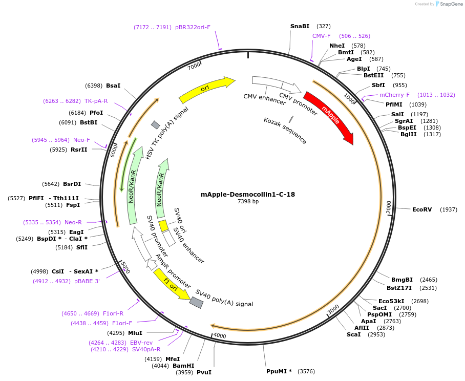54885-plasmid-map-sequence-id-231741