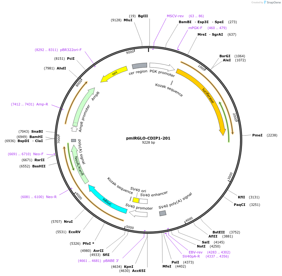117335-plasmid-map-sequence-id-231752