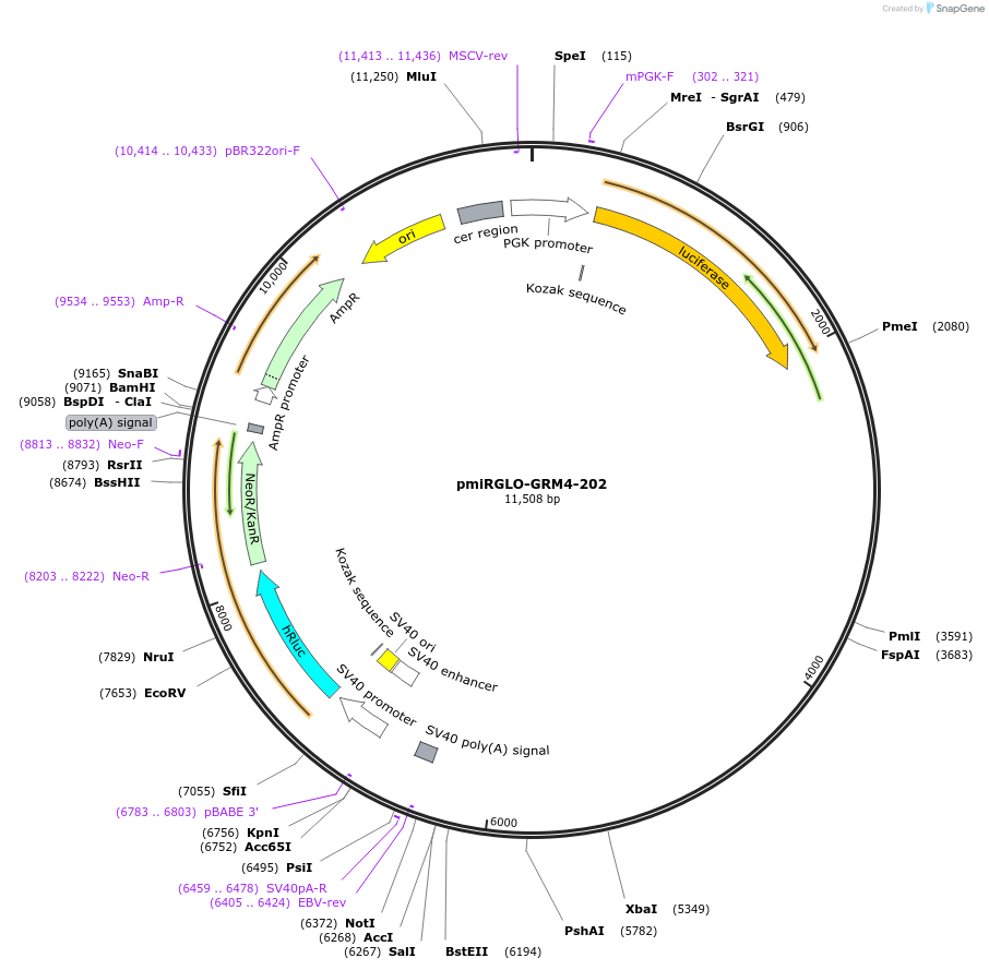 117347-plasmid-map-sequence-id-231755