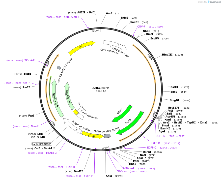 119223-plasmid-map-sequence-id-231763