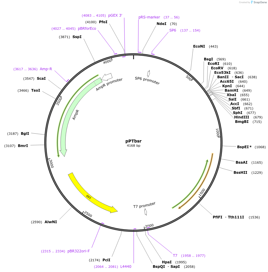 117696-plasmid-map-sequence-id-231771