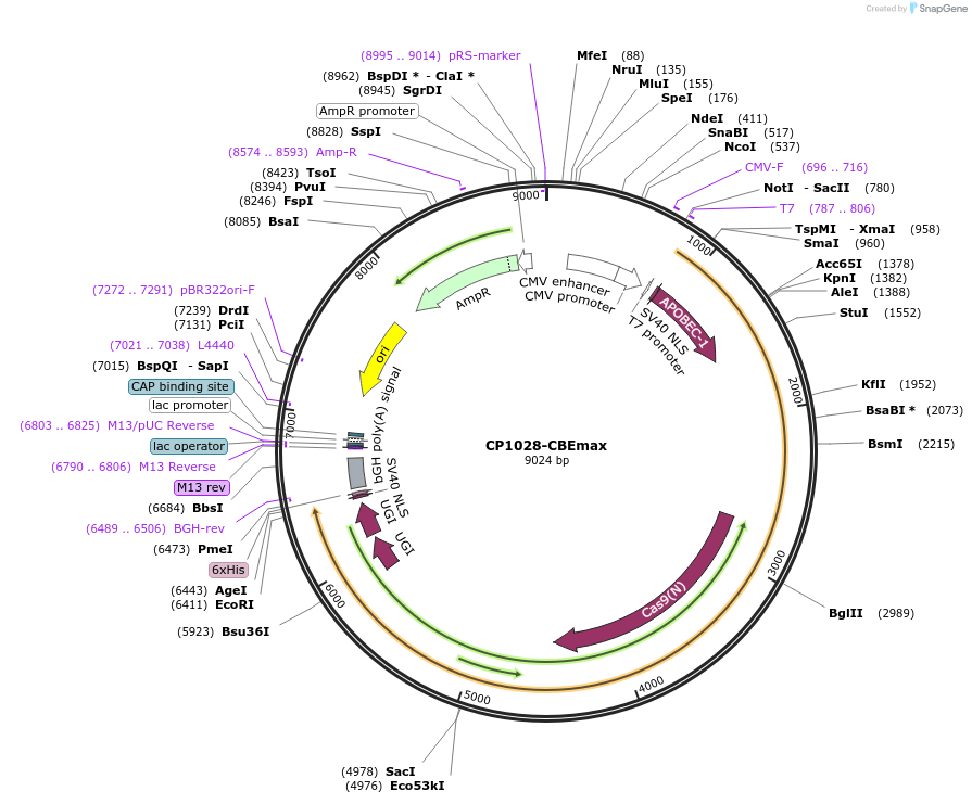 119802-plasmid-map-sequence-id-231778
