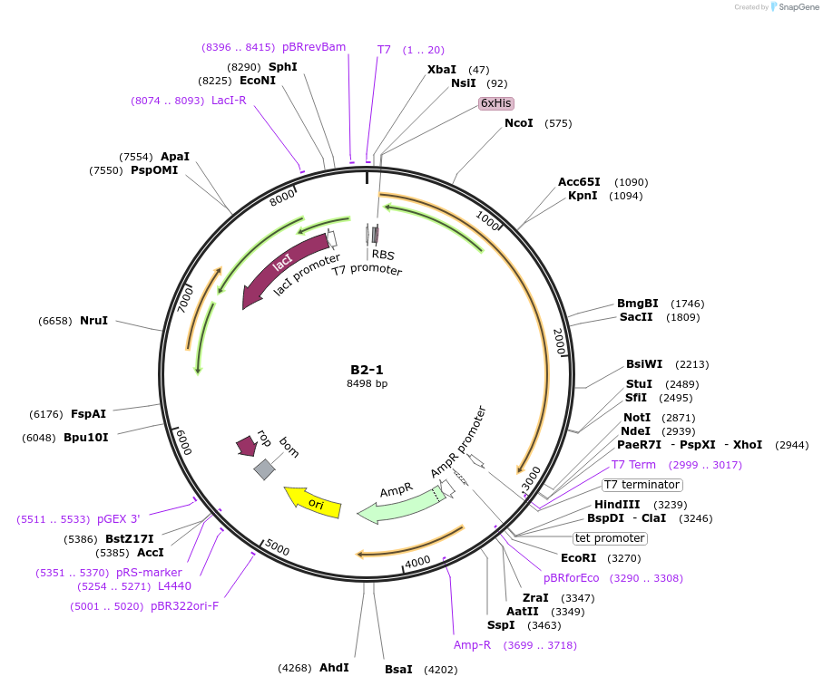 111468-plasmid-map-sequence-id-231784