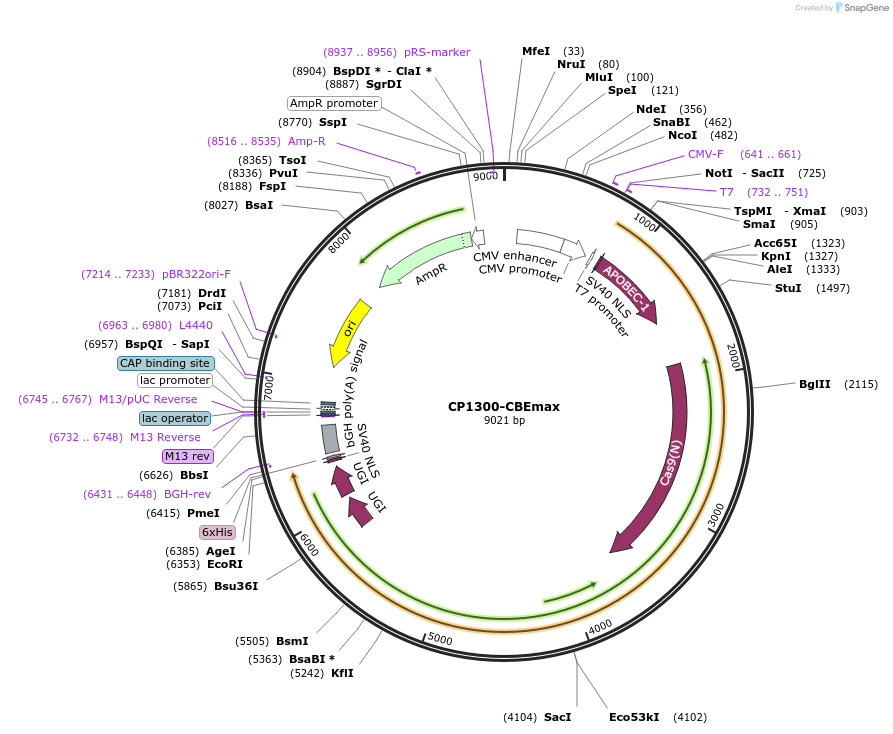 119805-plasmid-map-sequence-id-231789