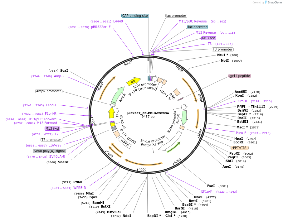 115204-plasmid-map-sequence-id-231794