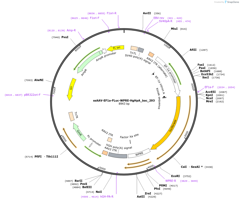 118412-plasmid-map-sequence-id-231800