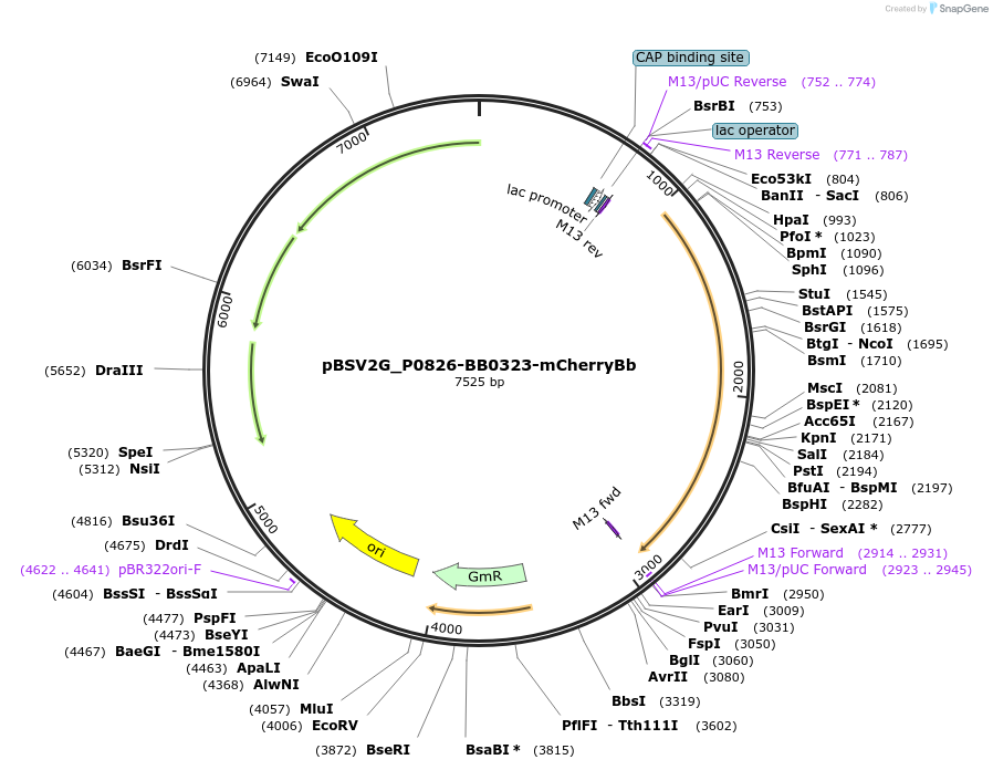 118244-plasmid-map-sequence-id-231804