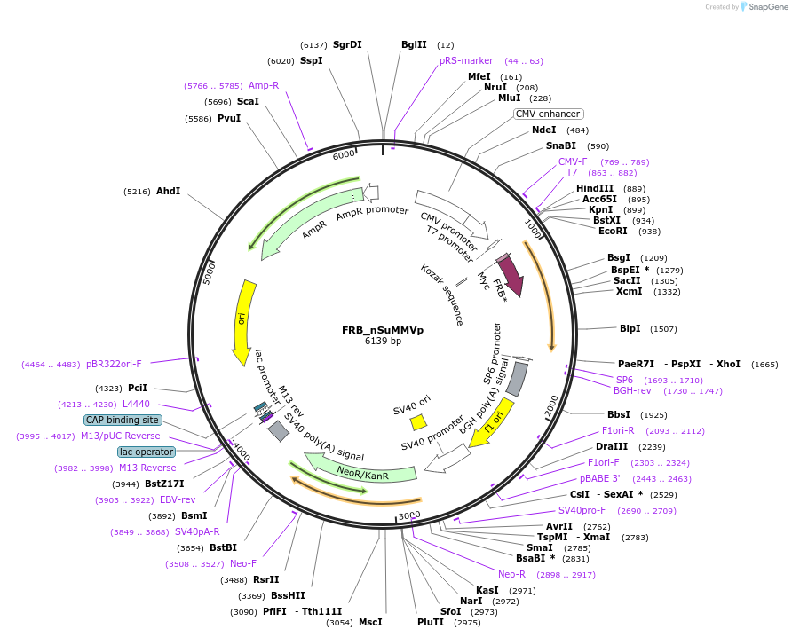 118970-plasmid-map-sequence-id-231812