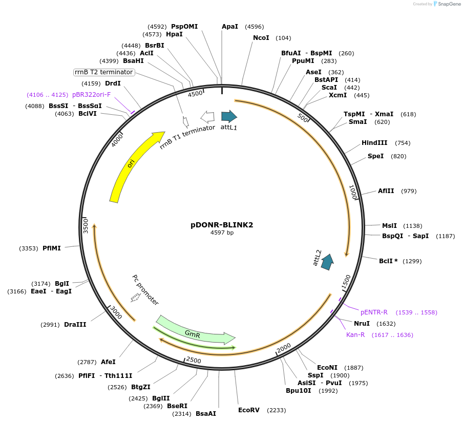 117075-plasmid-map-sequence-id-231814