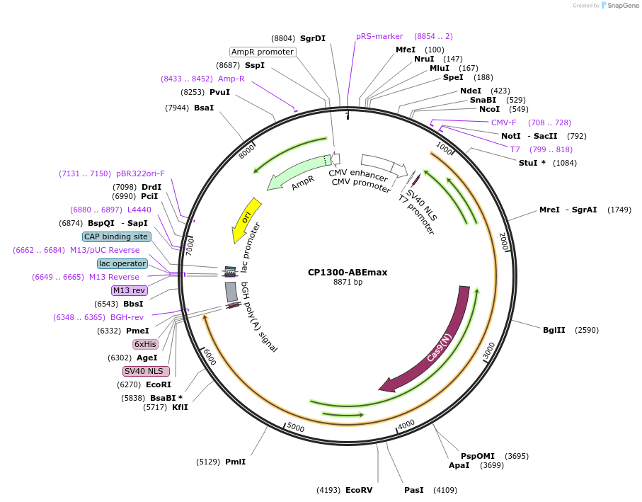 119810-plasmid-map-sequence-id-231817