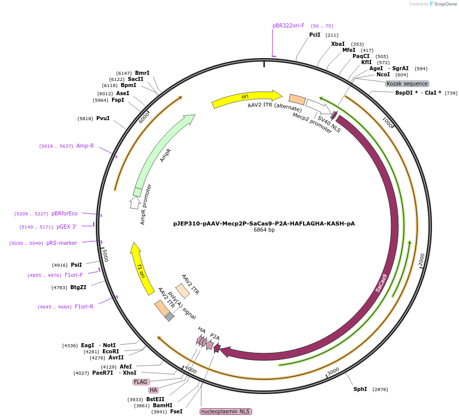 113687-plasmid-map-sequence-id-231825