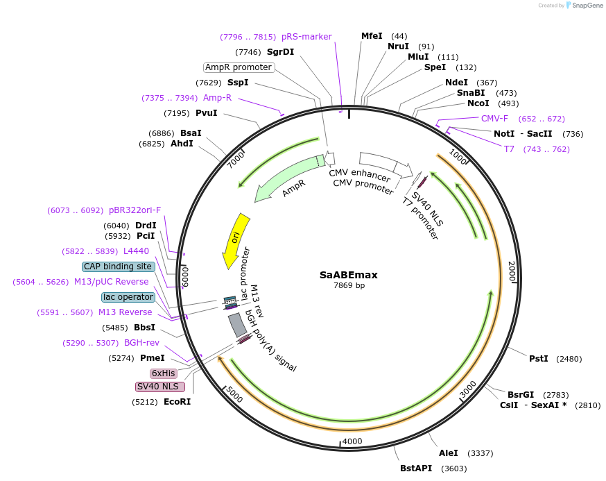 119814-plasmid-map-sequence-id-231829