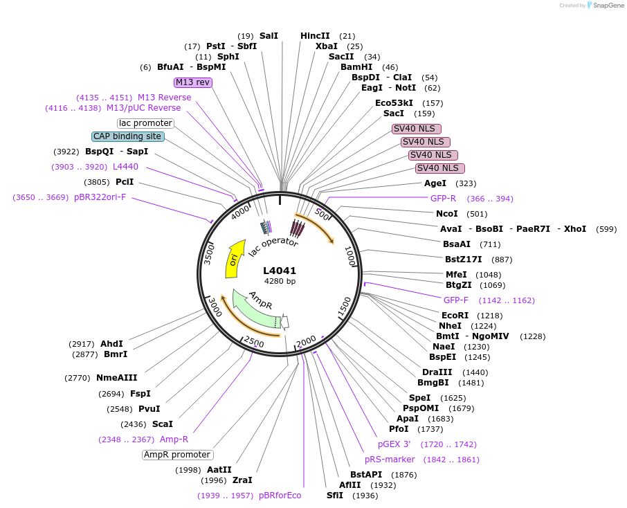 1622-plasmid-map-sequence-id-232