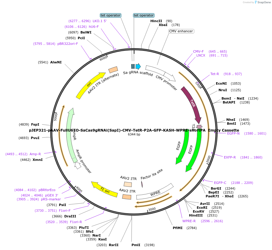 113698-plasmid-map-sequence-id-232033