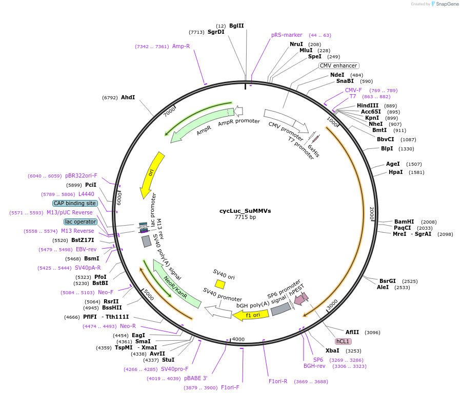 119210-plasmid-map-sequence-id-232040