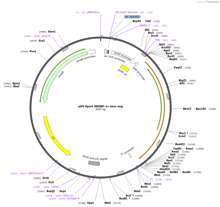 8885-plasmid-map-sequence-id-232045