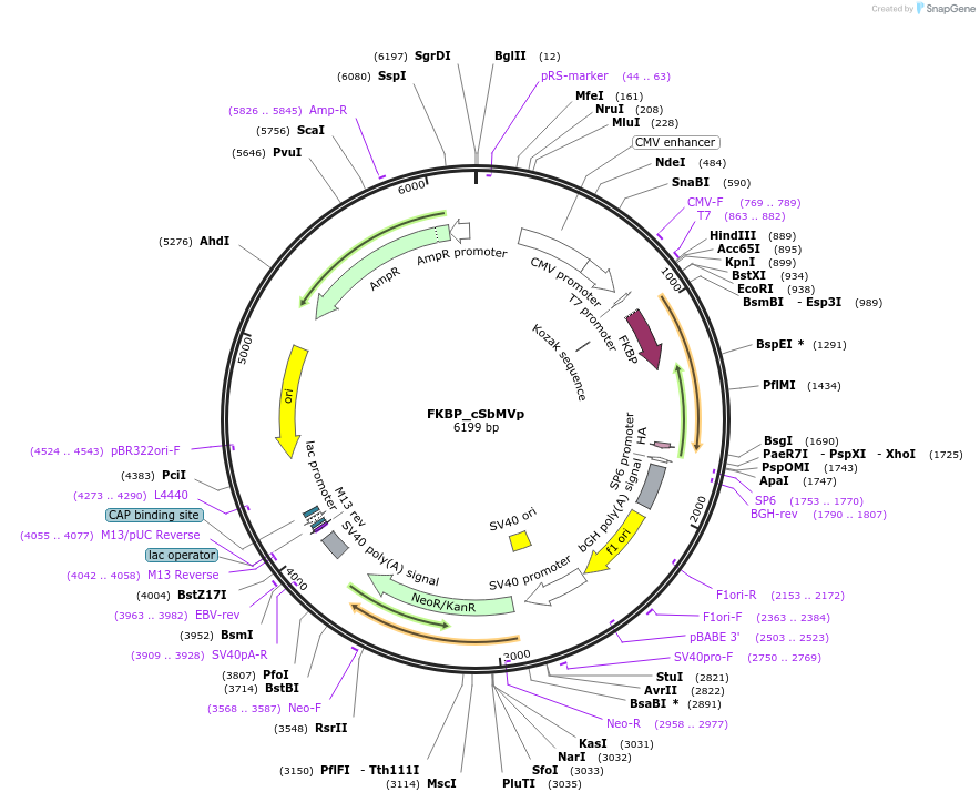 118968-plasmid-map-sequence-id-232050