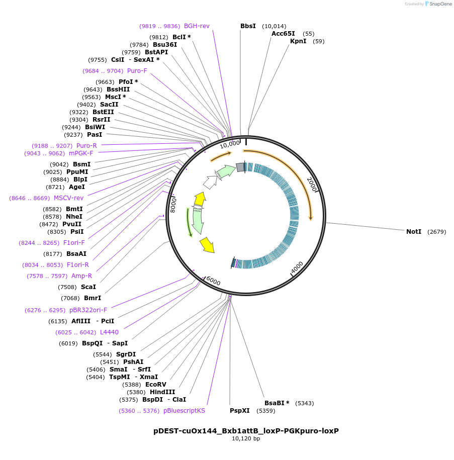 119903-plasmid-map-sequence-id-232054