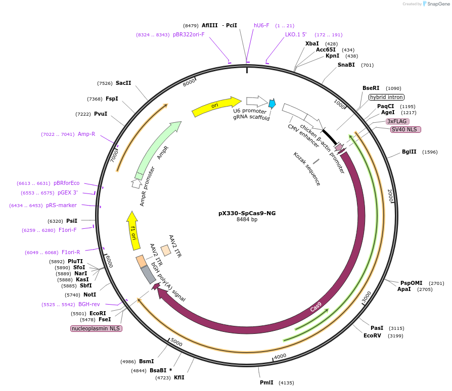 117919-plasmid-map-sequence-id-232060
