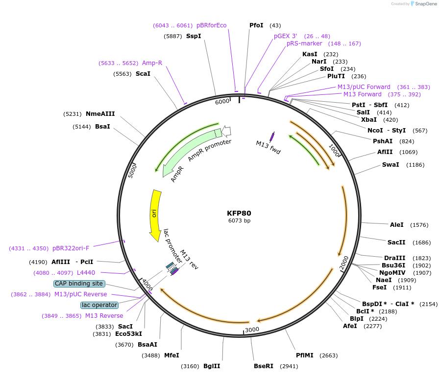119791-plasmid-map-sequence-id-232061