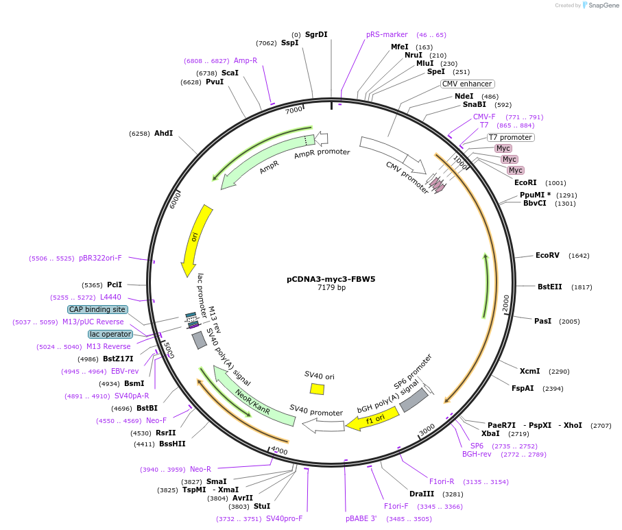 19905-plasmid-map-sequence-id-232069