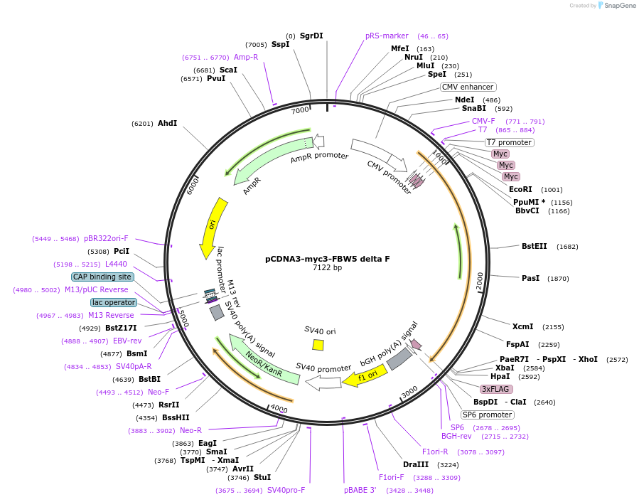 19912-plasmid-map-sequence-id-232070
