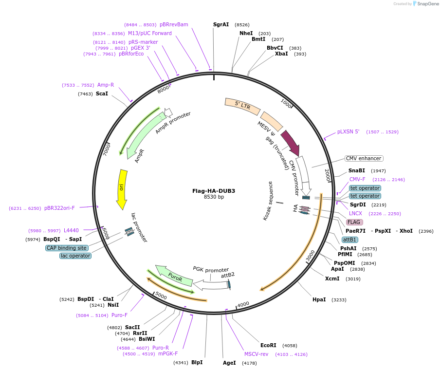 22593-plasmid-map-sequence-id-232077