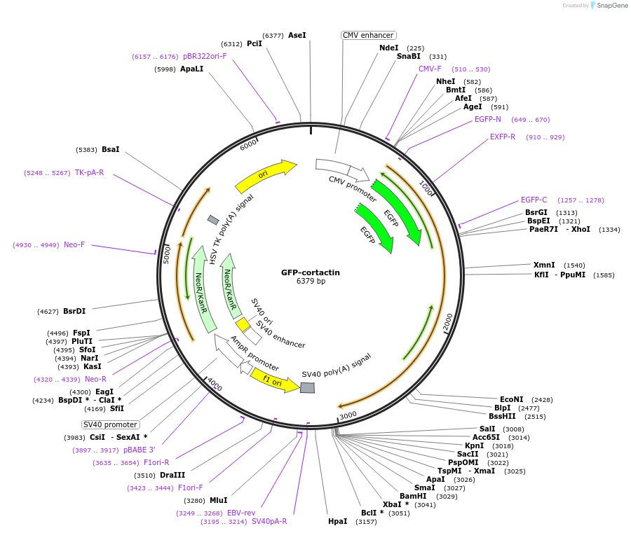26722-plasmid-map-sequence-id-232080
