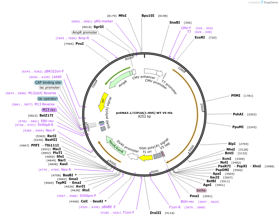 119287-plasmid-map-sequence-id-232083