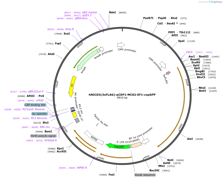 40640-plasmid-map-sequence-id-232084