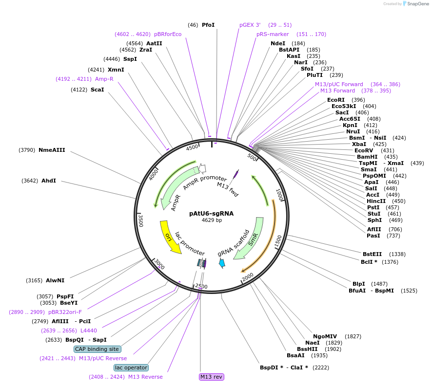 119775-plasmid-map-sequence-id-232091