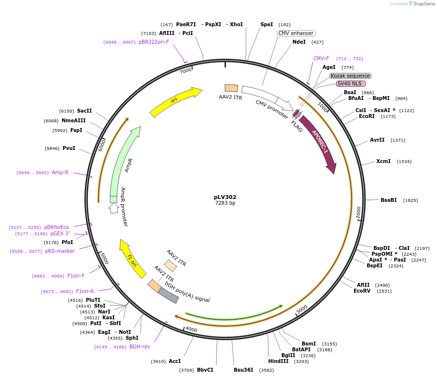 119943-plasmid-map-sequence-id-232092