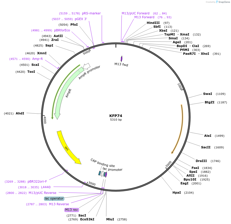 119797-plasmid-map-sequence-id-232098