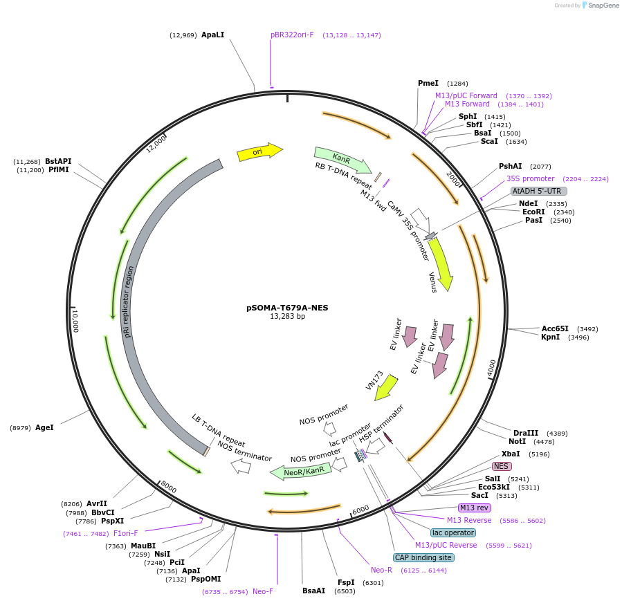 118940-plasmid-map-sequence-id-232102