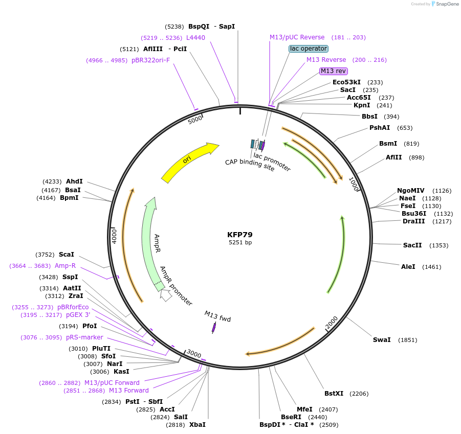 119792-plasmid-map-sequence-id-232104
